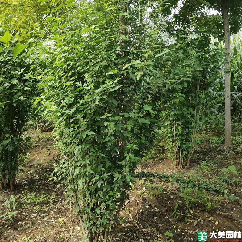 木槿小苗