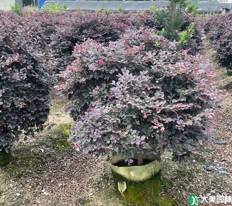红花檵木