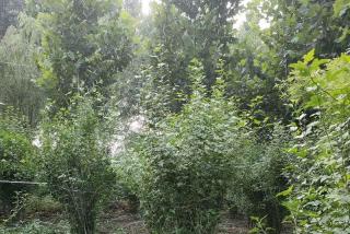 木槿小苗