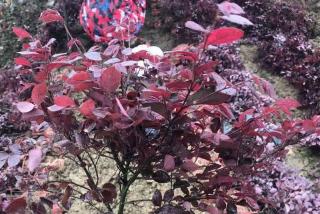 红花继木苗多少钱一株