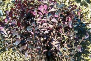 40cm高红花继木什么价格