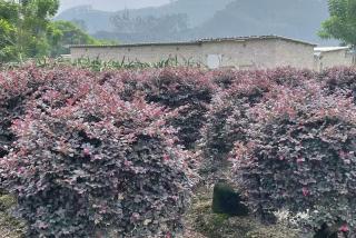 云南是否可以栽植红花继木
