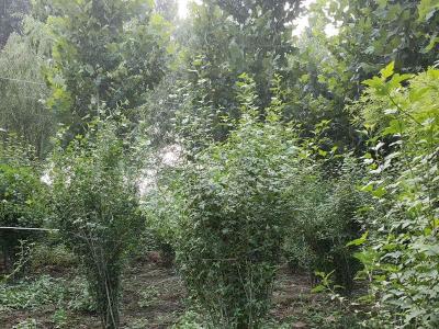 木槿小苗