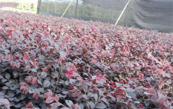 红花继木多少钱一棵