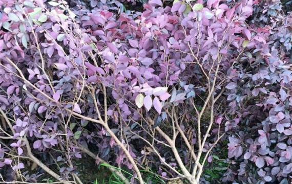 北方能种红花继木吗