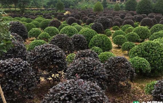 贵州哪里有卖红花继木苗的