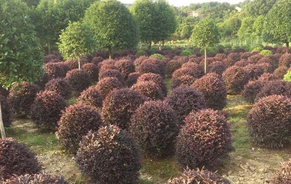 绿化带常用的红花继木都是什么规格