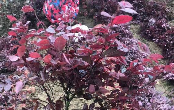 红花继木苗多少钱一株