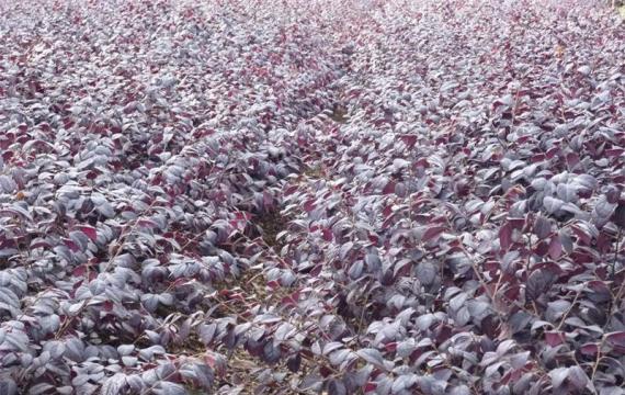 北京哪里有卖红花继木苗的