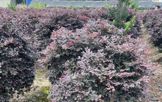 哪里供应红花继木