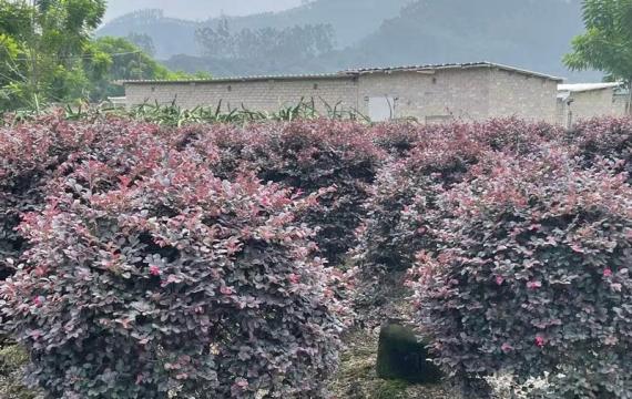 云南是否可以栽植红花继木