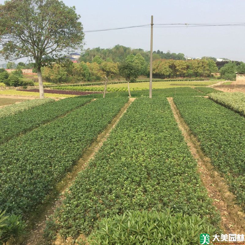 冬青卫矛小苗