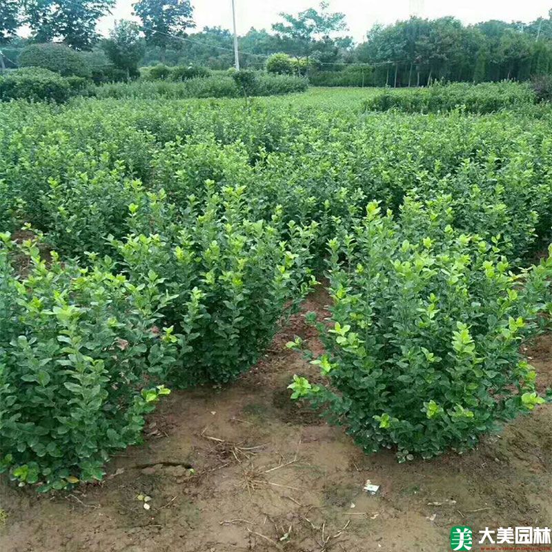 冬青卫矛小苗