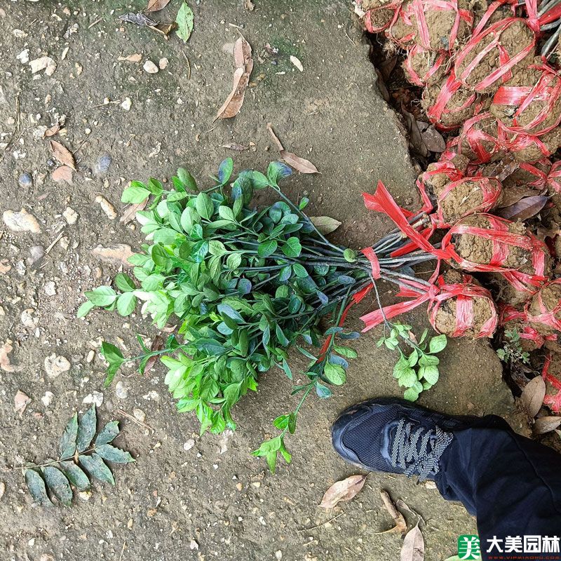 冬青卫矛小苗