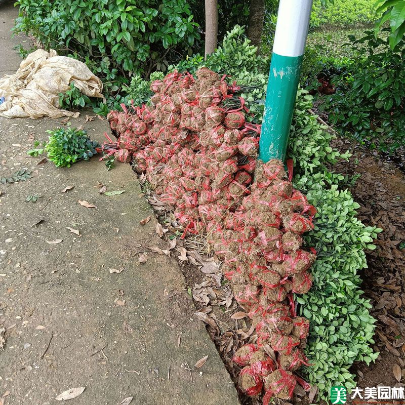 冬青卫矛小苗