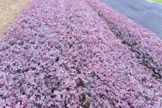 55cm高红花继木什么价格