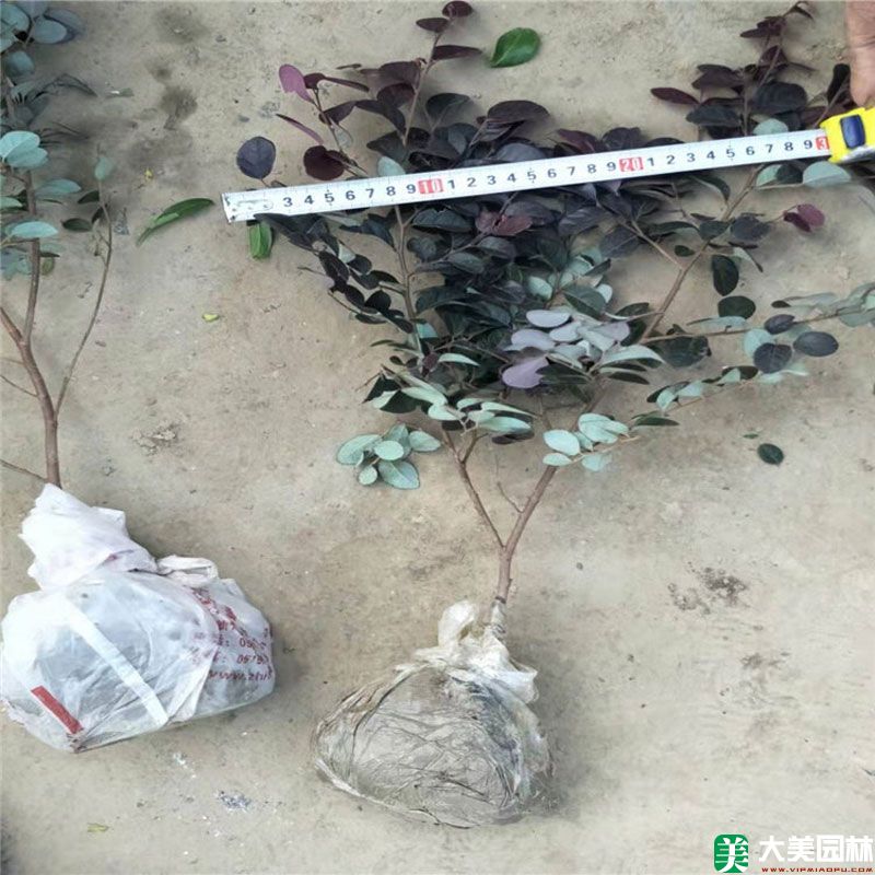 红花檵木
