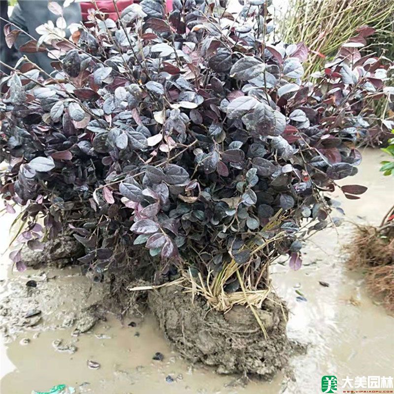 红花檵木