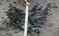高度45公分的红花继木多少钱一棵