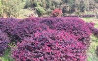 四川可以栽植红花继木吗