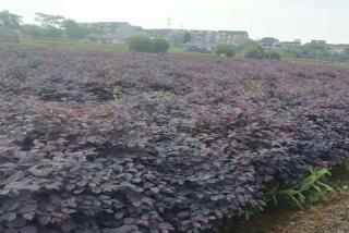 黑龙江可以栽植红花继木吗