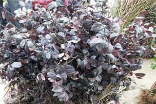 陕西可以栽植红花继木吗