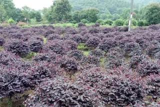 山东可以栽植红花继木吗