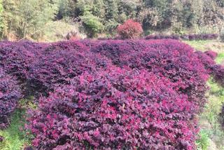 四川可以栽植红花继木吗