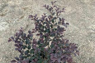 吉林可以栽植红花继木吗