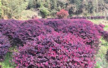 四川可以栽植红花继木吗