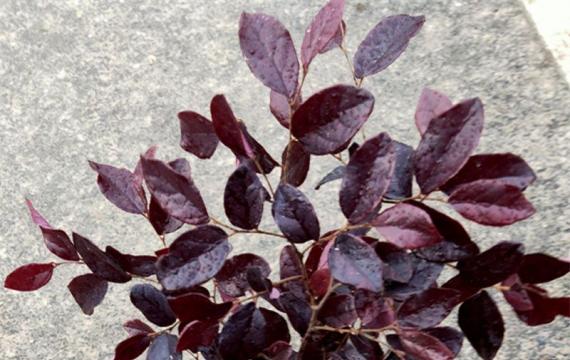 高度70公分的红花继木多少钱一棵