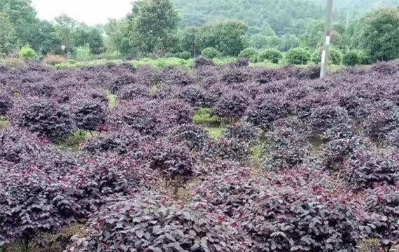 山东可以栽植红花继木吗