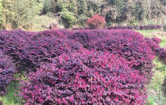 四川可以栽植红花继木吗