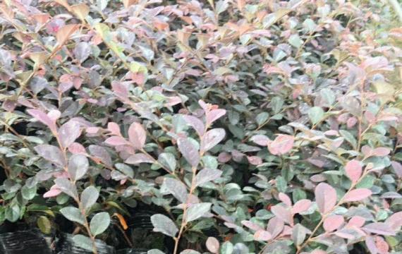 哪里有红花继木苗木基地