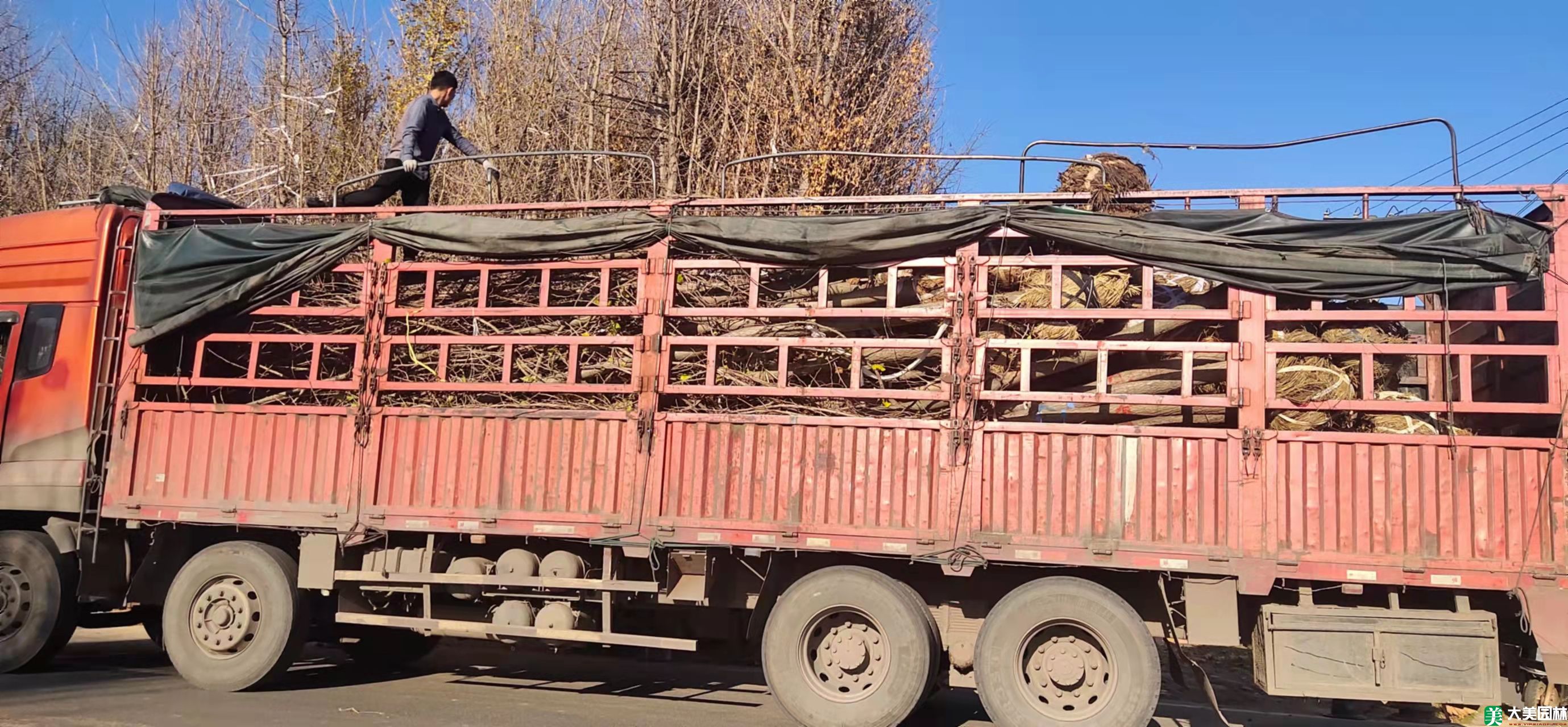 10公分银杏树