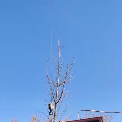 10公分银杏发往常德柳叶湖