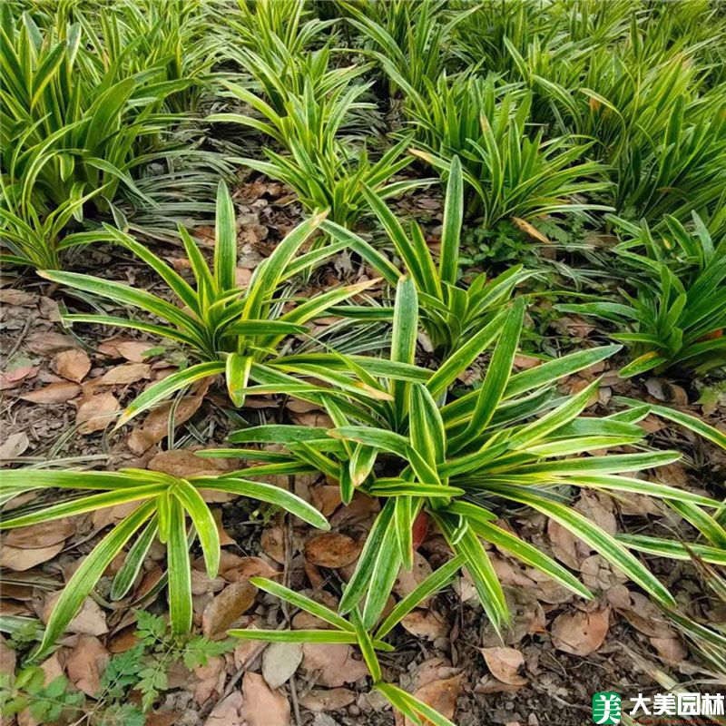 金边阔叶麦冬草