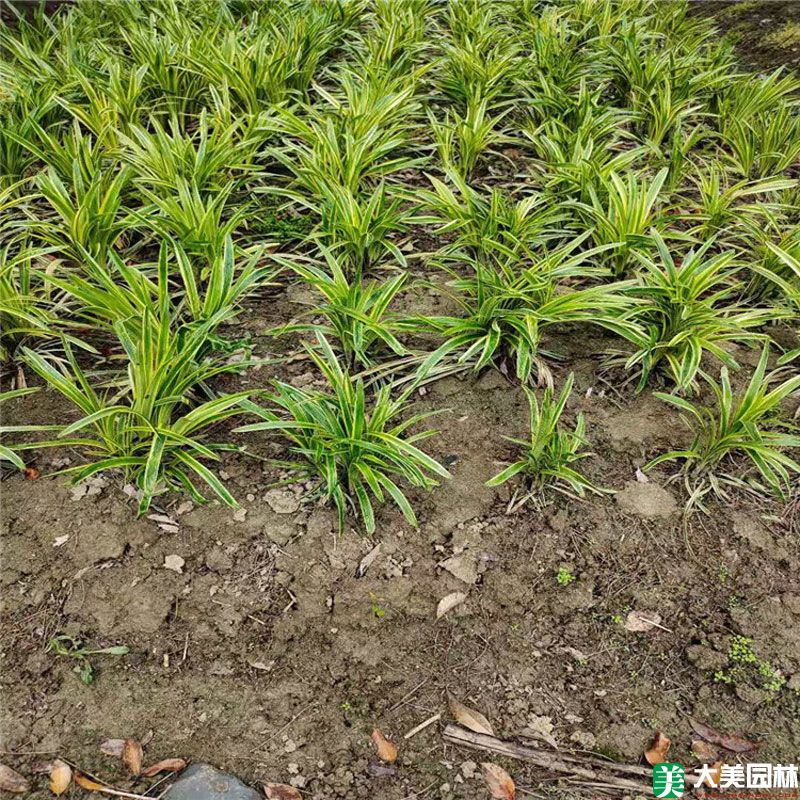 金边阔叶麦冬草