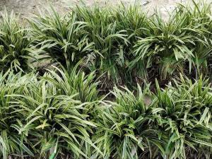 金边阔叶麦冬草 - 金边阔叶麦冬草