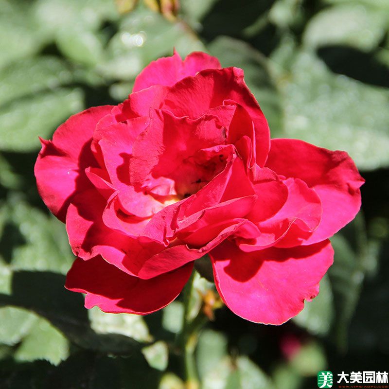 红帽月季