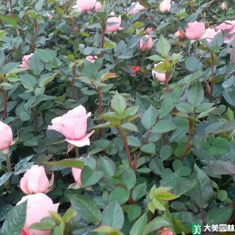微型月季