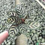 孔雀竹芋病虫害防治方法