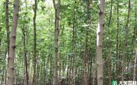 五角枫适合哪里种植？五角枫种植技术与管理方法