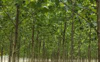 园林绿化中几种常见速生树种，发展趋势怎么样？