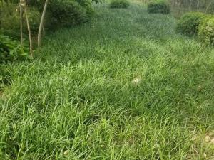细叶麦冬草 - 细叶麦冬草