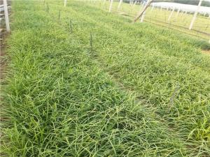 细叶麦冬草 - 细叶麦冬草