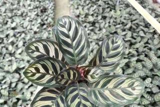 孔雀竹芋病虫害防治方法