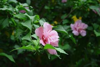 暴雨过后，园林植物养护十大关键措施