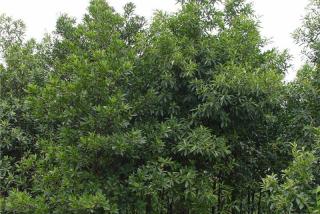 杜英如何种植？杜英种植技术和管理方法