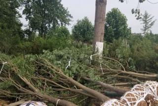 国槐种植的养护措施